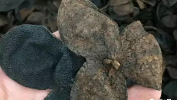 做旧陈皮和正宗陈皮的区别(2)