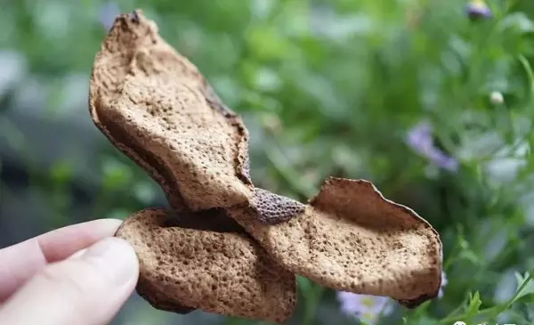 做旧陈皮和正宗陈皮的区别(5)