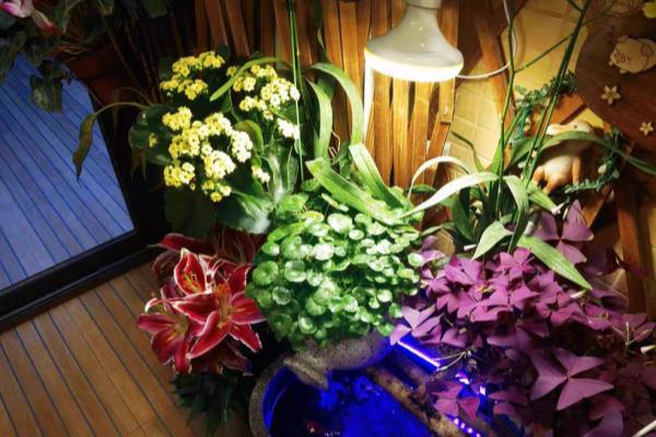 室内种植作物能用灯光代替阳光么.