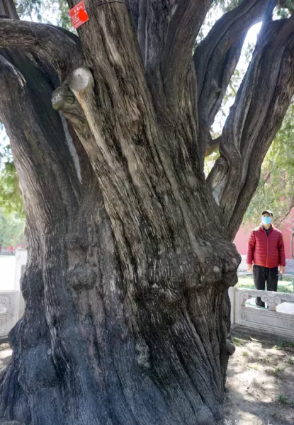 帝王金砖可以烧给祖先吗(52)