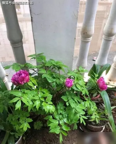 牡丹多少钱一包最新价格(3)