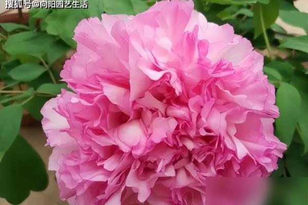 牡丹多少钱一包最新价格.