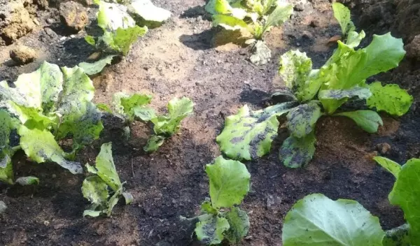 菜苗有虫吃,用什么农药治(3)