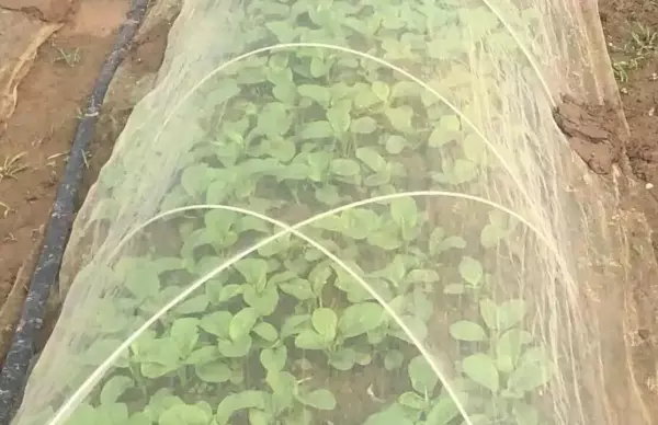 菜苗有虫吃,用什么农药治(4)