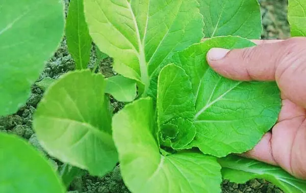 菜苗有虫吃,用什么农药治(7)