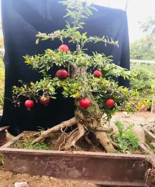 石榴盆栽用深盆还是浅盆(3)