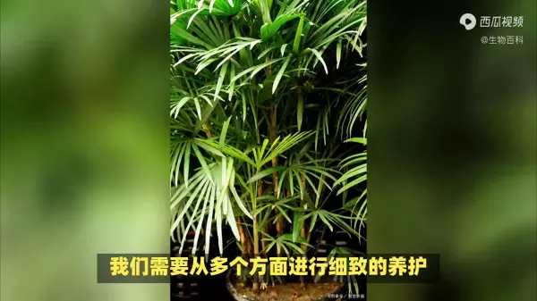 水棕竹怎么养才长得好:水分,光照(1)