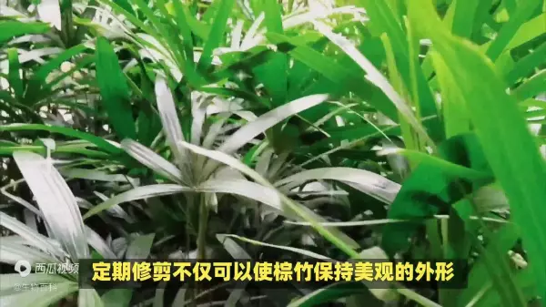 水棕竹怎么养才长得好:水分,光照(2)