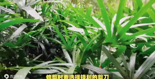 水棕竹怎么养才长得好:水分,光照(3)