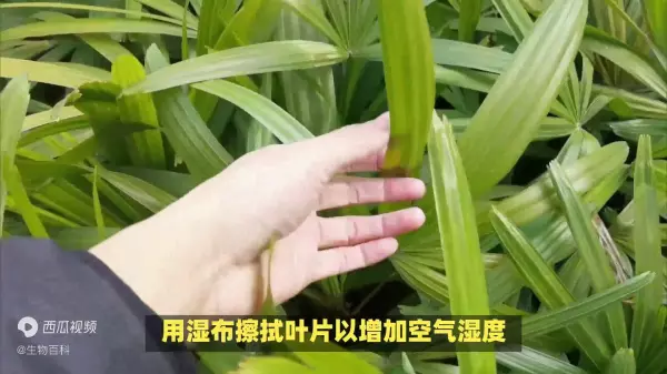 水棕竹怎么养才长得好:水分,光照(4)