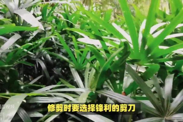 水棕竹怎么养才长得好:水分,光照.