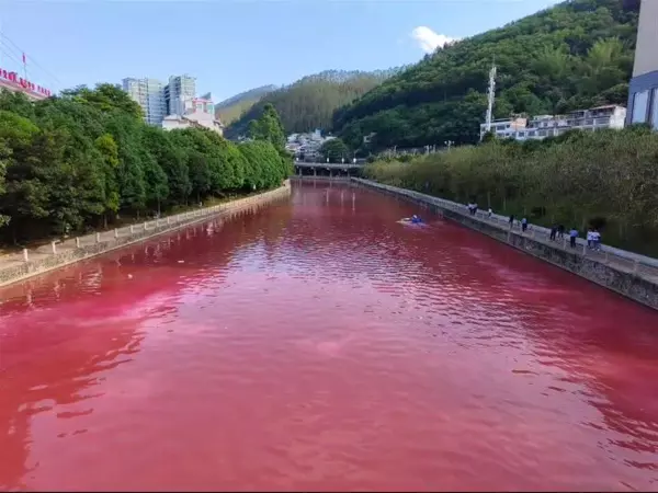 太阳虫是单细胞生物吗(1)