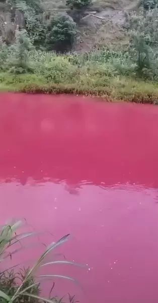 太阳虫是单细胞生物吗(2)