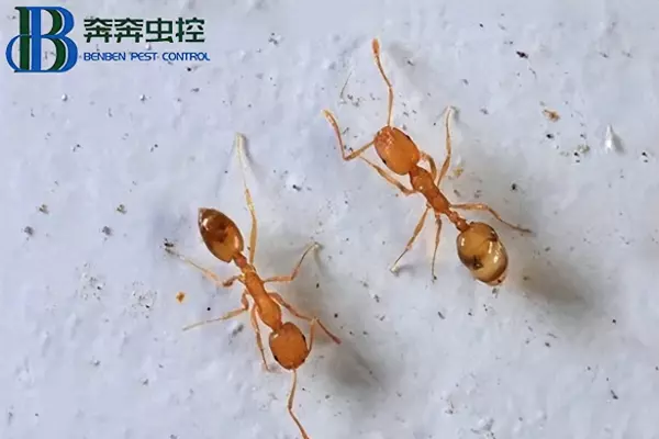 臭蚁为什么叫臭蚁(1)