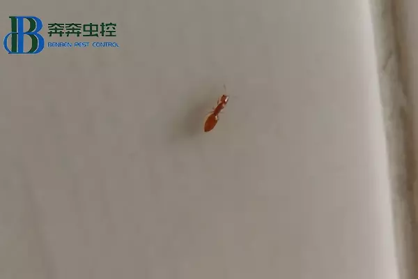 臭蚁为什么叫臭蚁(2)