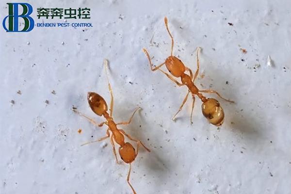 臭蚁为什么叫臭蚁.