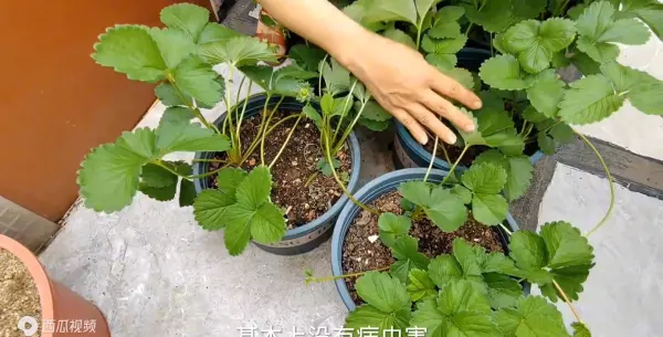 捕食螨防治蓟马的方法(1)