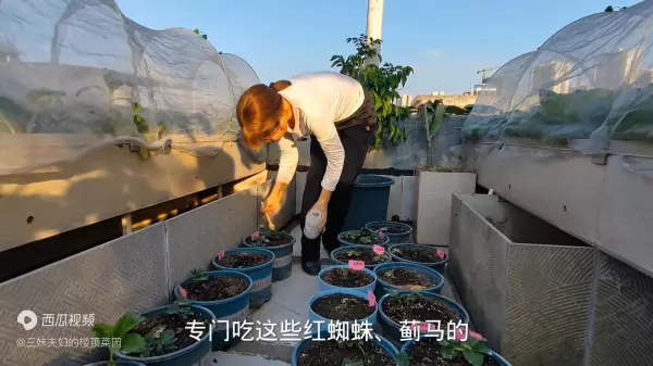 捕食螨防治蓟马的方法(3)