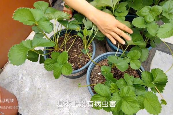 捕食螨防治蓟马的方法.