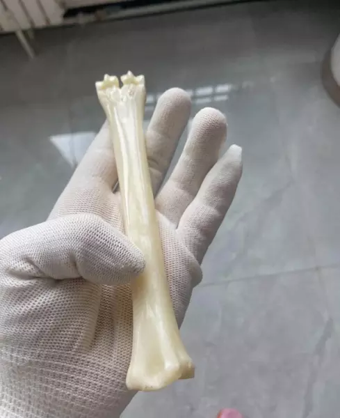 羊头骨挂件怎么处理才干净(1)
