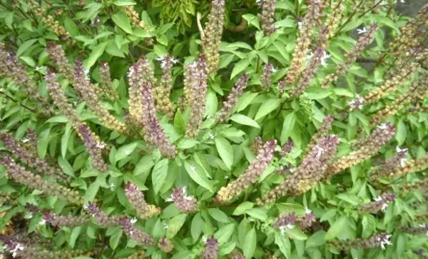 香花子的功效与作用及食用方法(1)