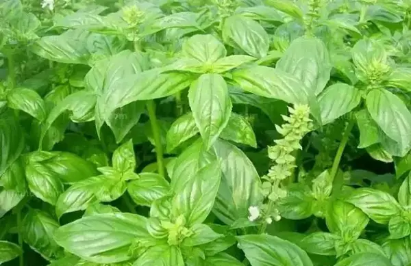 香花子的功效与作用及食用方法(2)