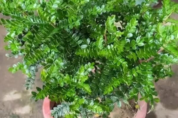 清新空气的室内植物有哪些.