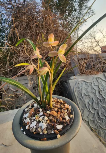富贵红兰花属于什么兰(10)
