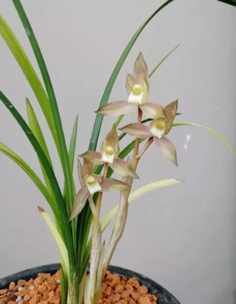 富贵红兰花属于什么兰(11)