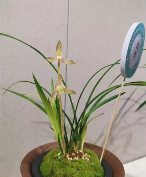 富贵红兰花属于什么兰(12)
