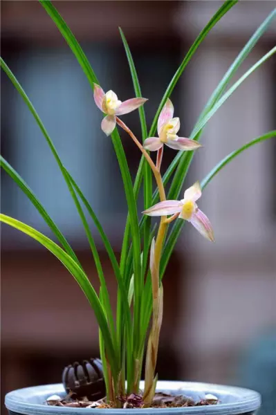 富贵红兰花属于什么兰(13)