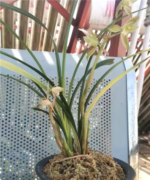 富贵红兰花属于什么兰(14)