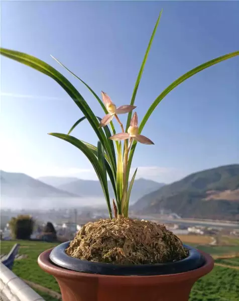 富贵红兰花属于什么兰(15)
