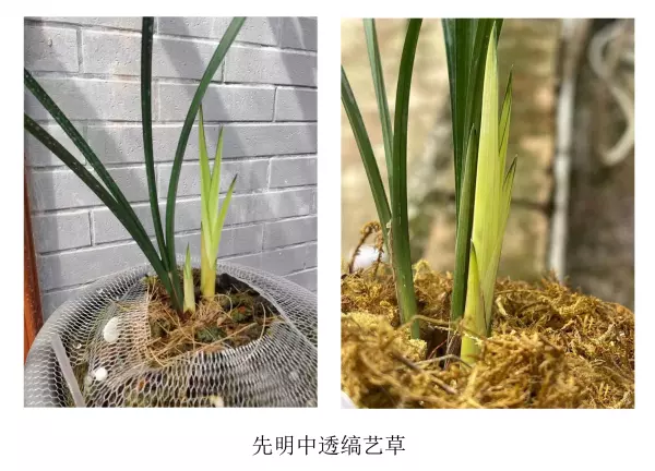 富贵红兰花属于什么兰(1)