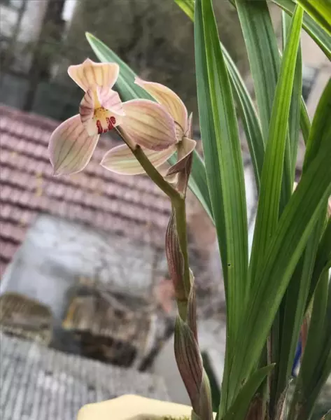 富贵红兰花属于什么兰(21)