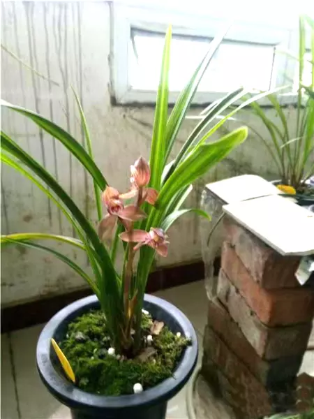 富贵红兰花属于什么兰(24)