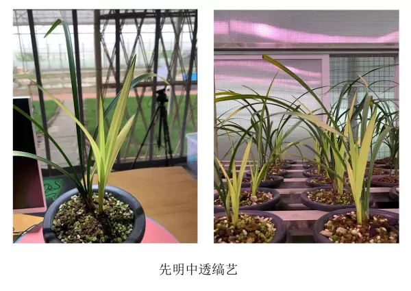 富贵红兰花属于什么兰(2)