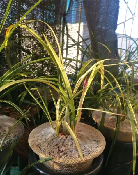 富贵红兰花属于什么兰(4)
