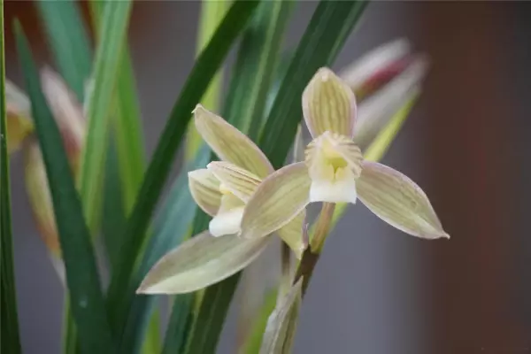 富贵红兰花属于什么兰(5)