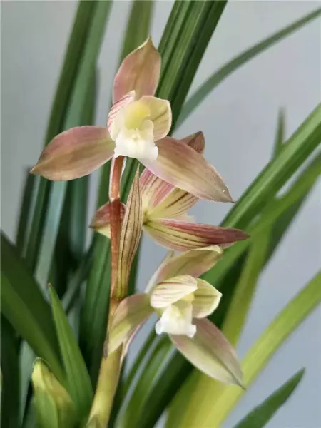 富贵红兰花属于什么兰(6)