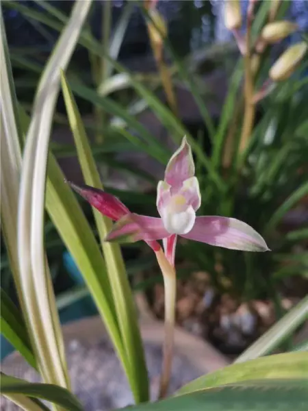 富贵红兰花属于什么兰(7)