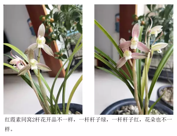 富贵红兰花属于什么兰(8)