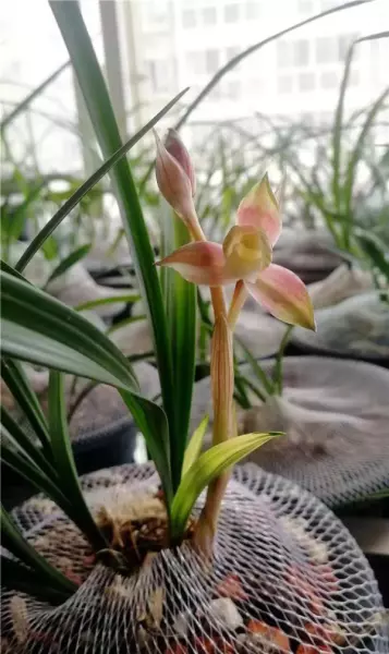 富贵红兰花属于什么兰(9)