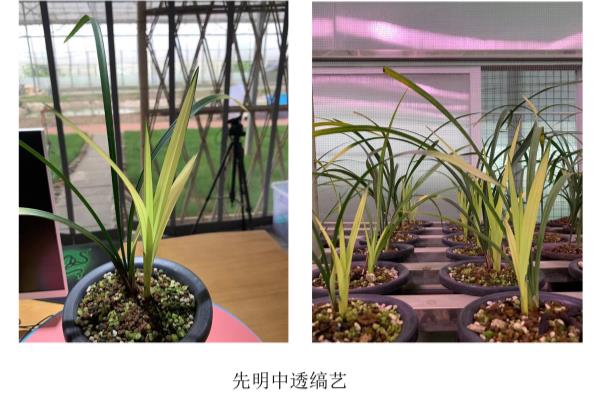 富贵红兰花属于什么兰.