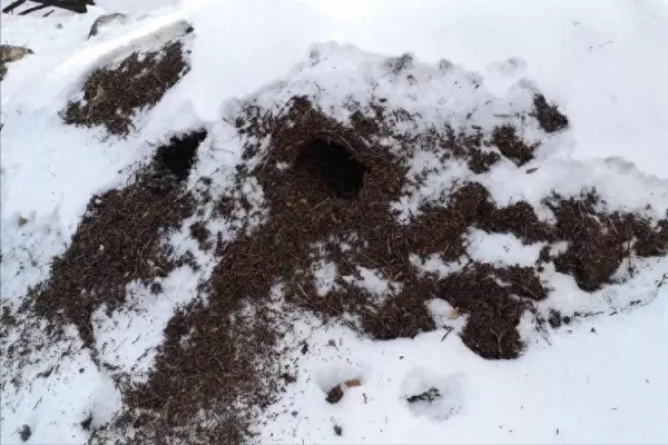 剑形虹臭蚁的窝一般建在哪(1)