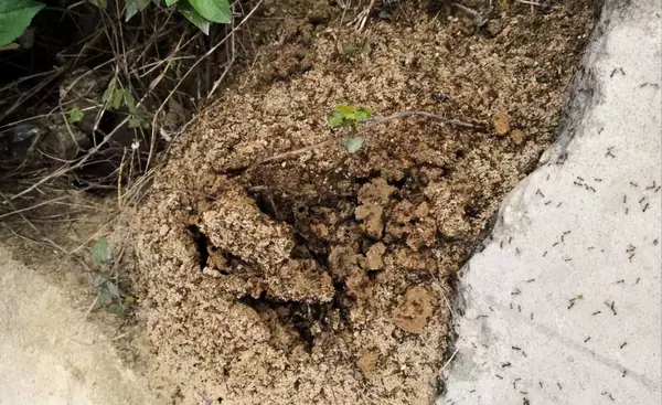 剑形虹臭蚁的窝一般建在哪(5)