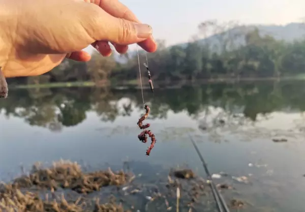 水太凉鱼不开口怎么办(2)