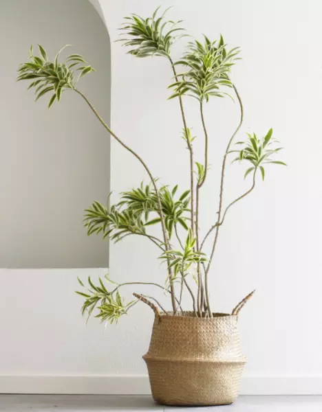 现代风格特点室内植物主要有哪些类型?(1)
