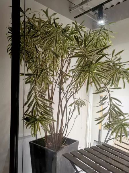 现代风格特点室内植物主要有哪些类型?(2)