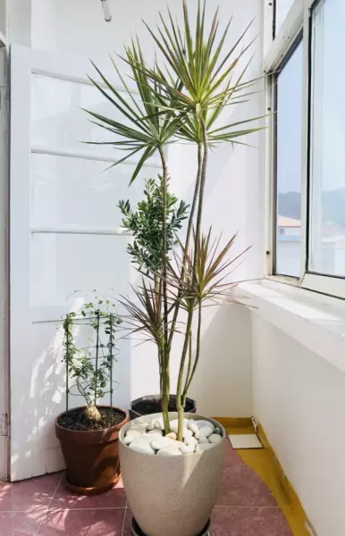 现代风格特点室内植物主要有哪些类型?(3)